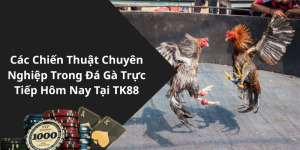 Các Chiến Thuật Chuyên Nghiệp Trong Đá Gà Trực Tiếp Hôm Nay Tại TK88