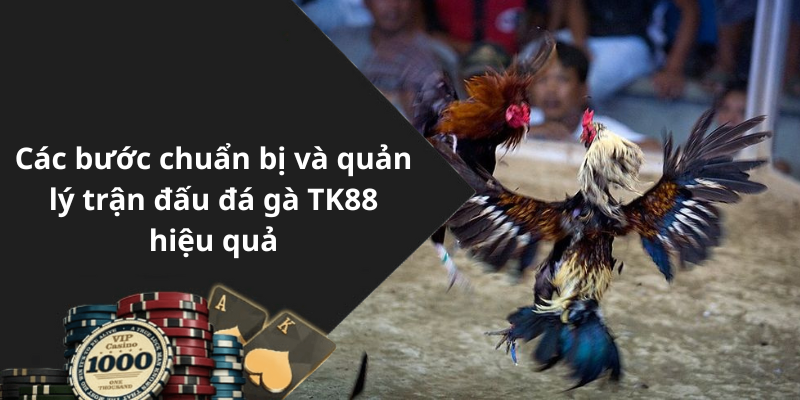 Các bước chuẩn bị và quản lý trận đấu đá gà TK88 hiệu quả