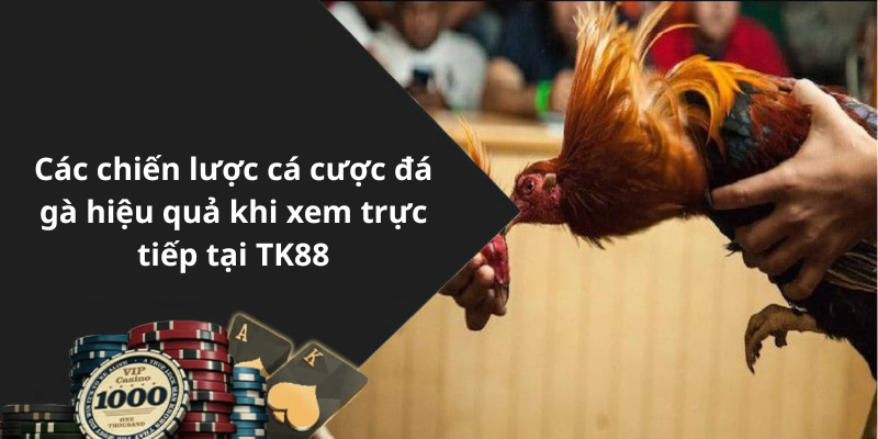 Các chiến lược cá cược đá gà hiệu quả khi xem trực tiếp tại TK88