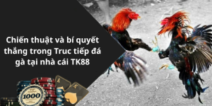Chiến thuật và bí quyết thắng trong Truc tiếp đá gà tại nhà cái TK88