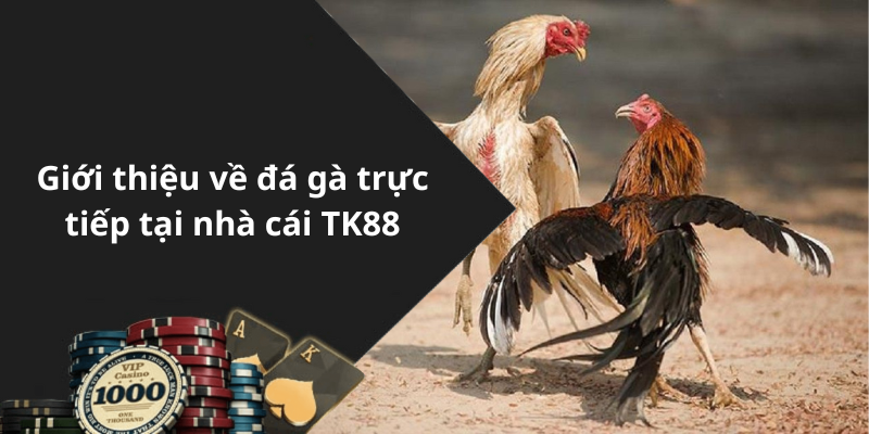 Giới thiệu về đá gà trực tiếp tại nhà cái TK88