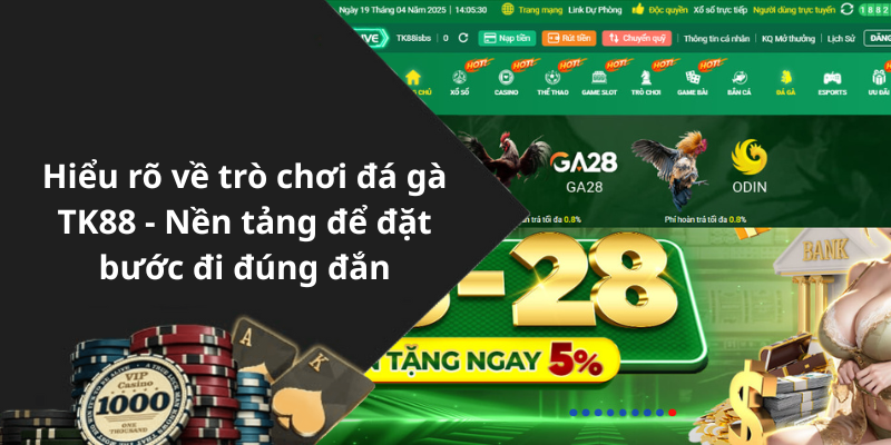 Hiểu rõ về trò chơi đá gà TK88 - Nền tảng để đặt bước đi đúng đắn