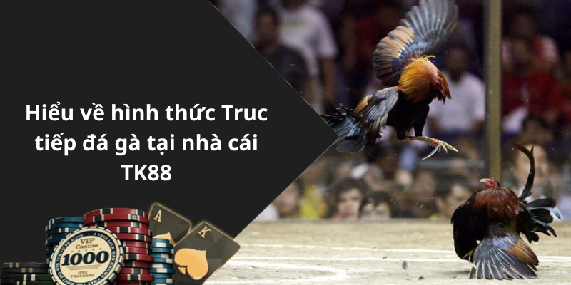 Hiểu về hình thức Truc tiếp đá gà tại nhà cái TK88