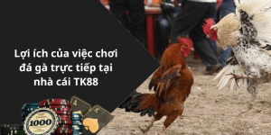 Lợi ích của việc chơi đá gà trực tiếp tại nhà cái TK88