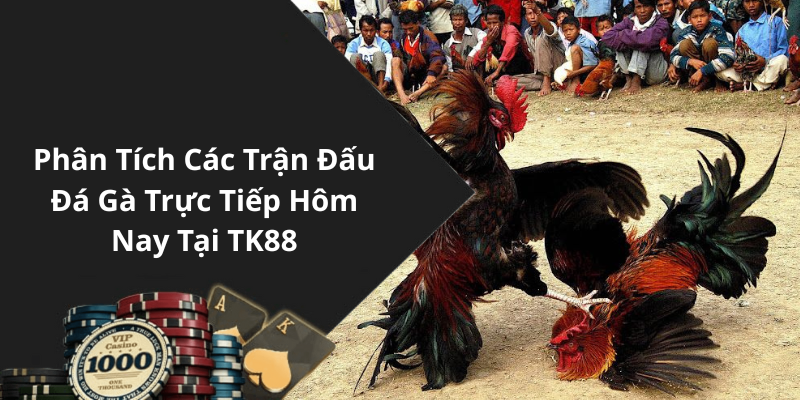 Phân Tích Các Trận Đấu Đá Gà Trực Tiếp Hôm Nay Tại TK88