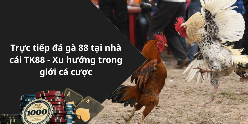 Trực tiếp đá gà 88 tại nhà cái TK88 - Xu hướng trong giới cá cược