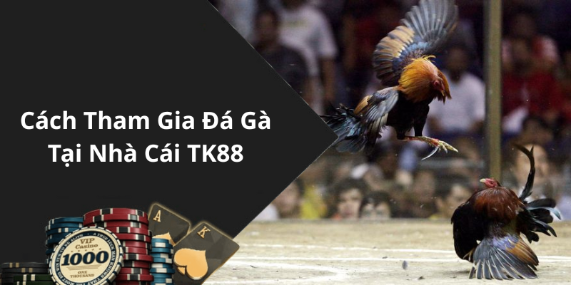 Cách Tham Gia Đá Gà Tại Nhà Cái TK88