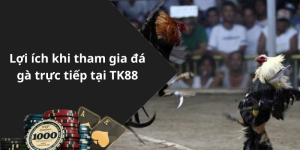 Lợi ích khi tham gia đá gà trực tiếp tại TK88