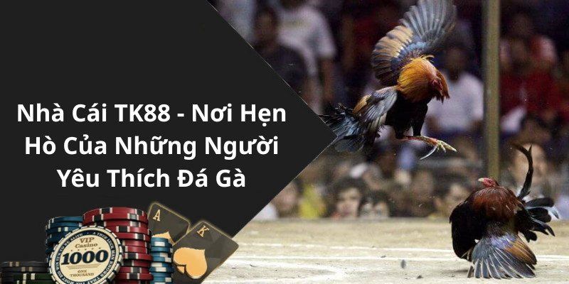Nhà Cái TK88 - Nơi Hẹn Hò Của Những Người Yêu Thích Đá Gà