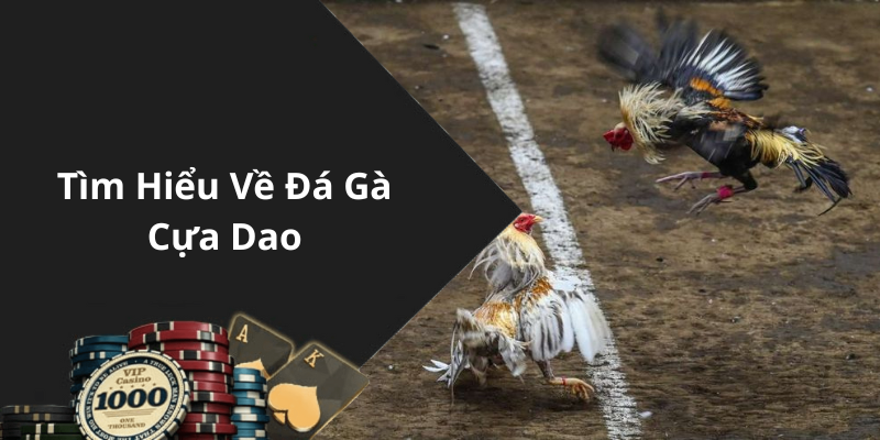 Tìm Hiểu Về Đá Gà Cựa Dao