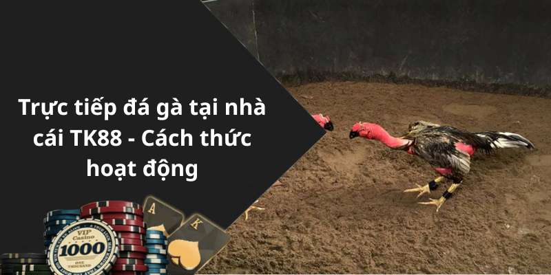 Trực tiếp đá gà tại nhà cái TK88 - Cách thức hoạt động