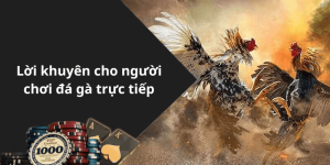 Lời khuyên cho người chơi đá gà trực tiếp