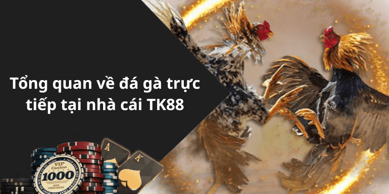 Tổng quan về đá gà trực tiếp tại nhà cái TK88
